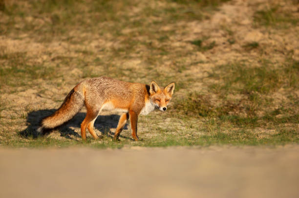 istock Close up of a red fox 1223952734