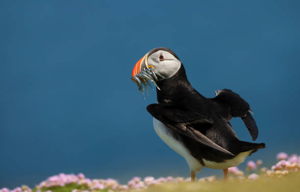 istock Atlantic puffin with the beak full of sand eels 1223952932