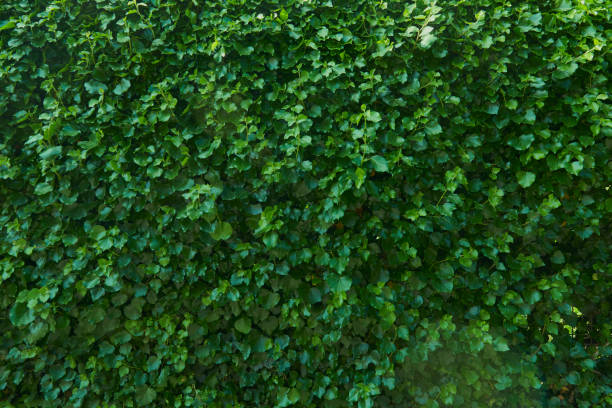 istock Texture of green plants 1223952938