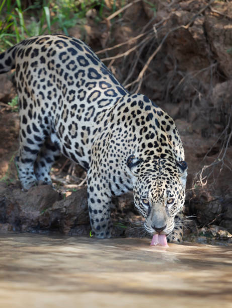 istock Close up of a Jaguar drinking water from the river 1223953495
