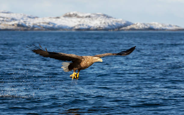 weißschwanzseeadler im flug mit einem fisch in krallen - white tailed eagle sea eagle eagle sea stock-fotos und bilder