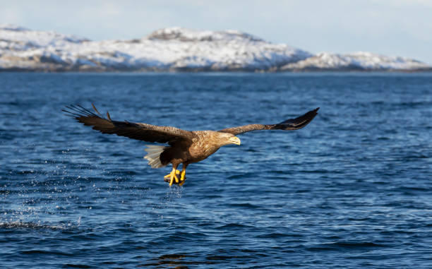 爪に魚と飛行中のオオシワシ - white tailed eagle sea eagle eagle sea ストックフォトと画像