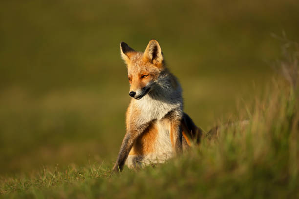 istock Close up of a red fox sitting in green grass 1223953607