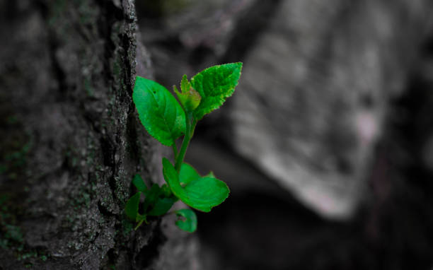 istock green seedling on a dark tree on a gray background close up 1223954925