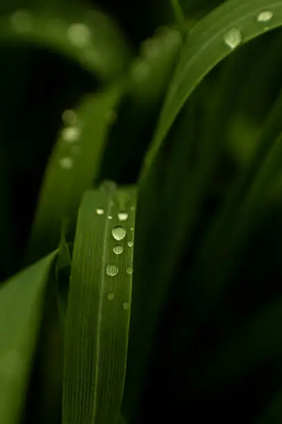 Photo of transparent water drops on dark green grass photographed close up