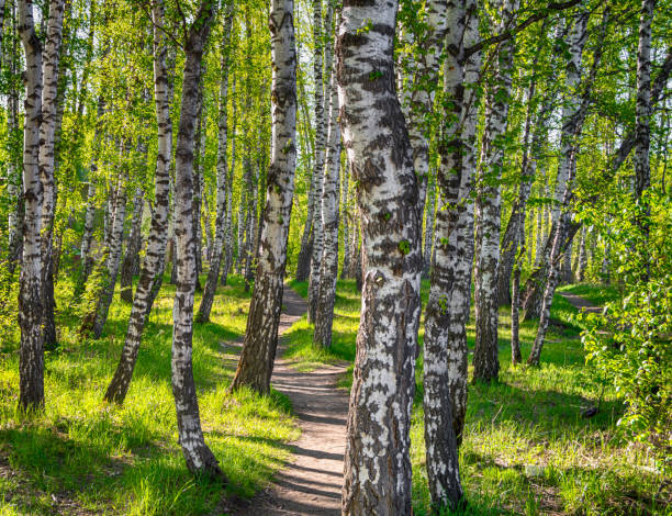 Path in the birch forest. Bright and fabulous birch forest in the sun