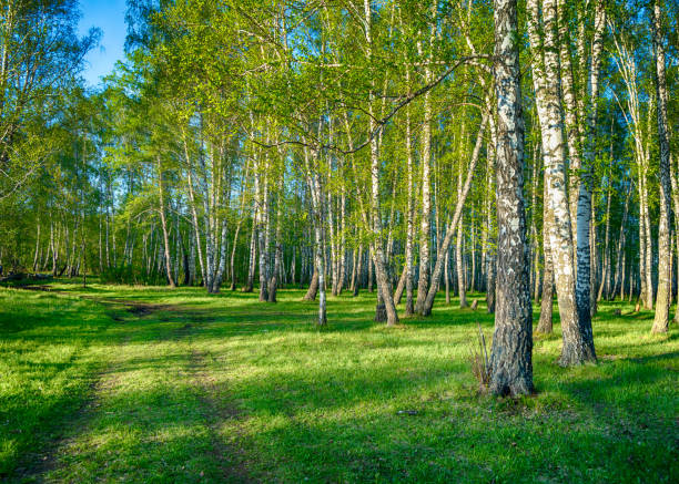 An overgrown road in a birch forest in a bright and warm light. Magic birch forest in HD quality
