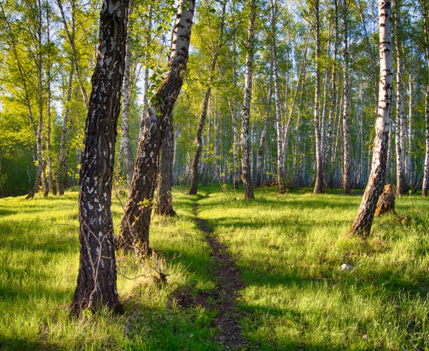istock A path in a birch forest in a bright and warm light. Magic birch forest in HDR quality 1223955362