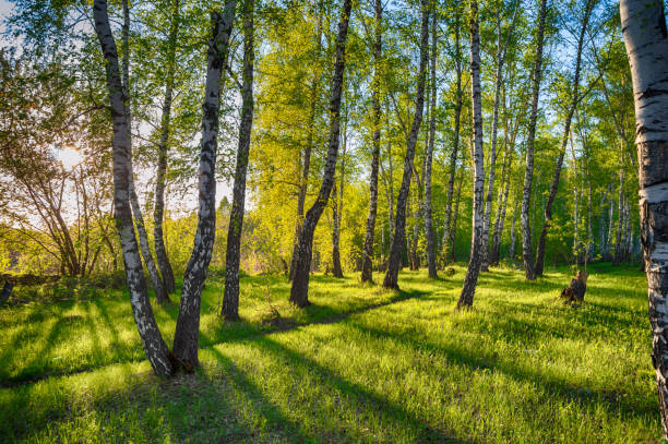 A path in a birch forest in a bright and warm light. Magic birch forest in HDR quality