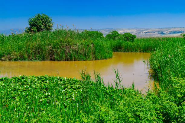 istock Wetland in the Hula Nature Reserve 1223956116