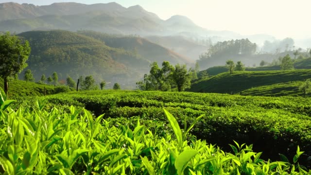 Steadicam shot of tea plantations in Munnar, India