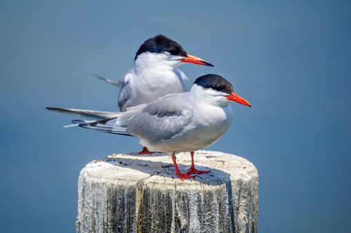 View of a pair of Common tern birds on a pole, in the Hula Nature Reserve, Northern Israel