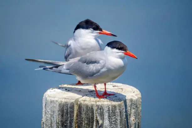 Photo of Common tern birds in the Hula Nature Reserve