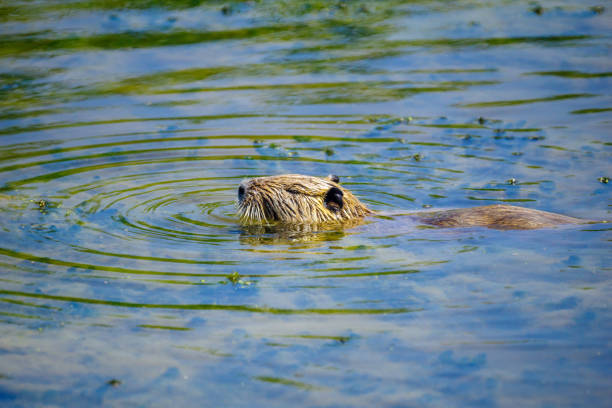Nutria, coypu herbivorous, semiaquatic rodent member of the family Myocastoridae on the riverbed, baby animals, habintant wetlands, river rat