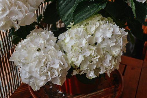 Detailed bouquet of beautiful white flours
