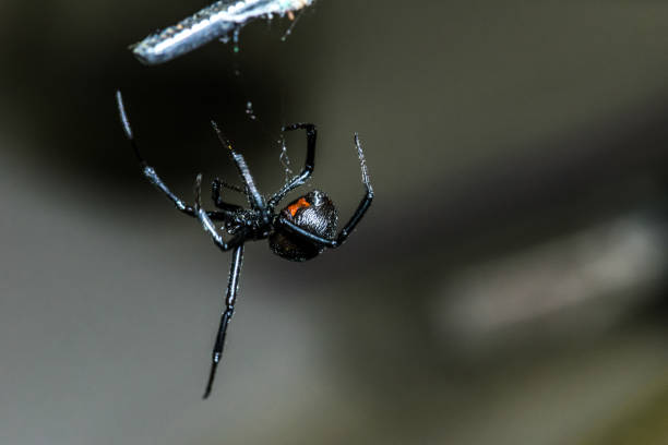 Black Widow Spider Up Close Black widow spider up close pest control black widow spider photos stock pictures, royalty-free photos & images