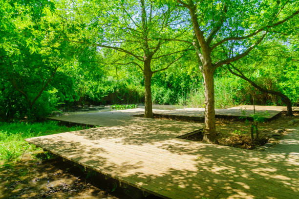 istock Boardwalk and pools in the Snir Stream Nature Reserve 1223957887