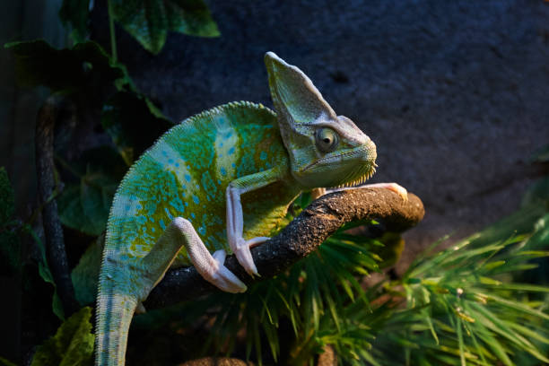 istock chameleon reptile on a branch at terrarium. 1223958524