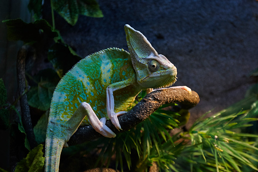 chameleon reptile on a branch at terrarium.