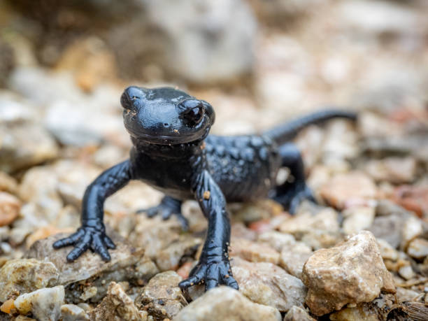 salamandra en una roca - salamandra fotografías e imágenes de stock