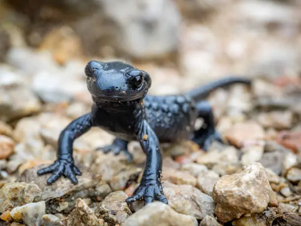 Close-up of a black Salamander on a rock