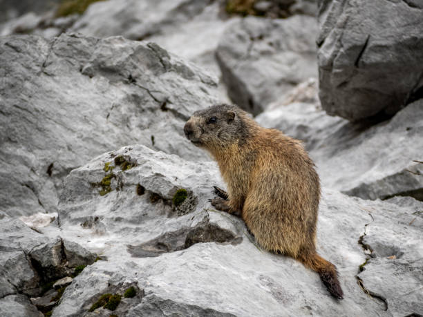 marmota en las rocas - ground chuck fotografías e imágenes de stock