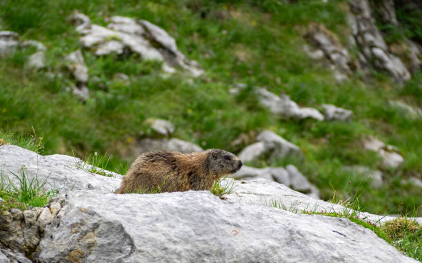 marmota en las rocas - ground chuck fotografías e imágenes de stock