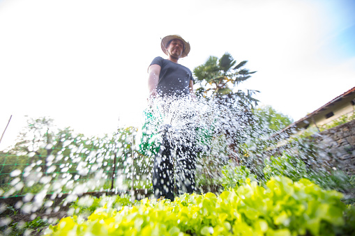 Low Angle View of Adult Farmer Watering Vegetables in Vegetable Garden.