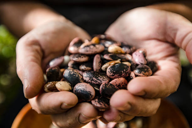 Close-up of Special Sort of Large Beans in Palm of Hand stock photo