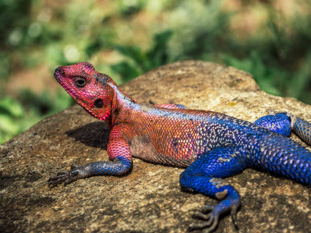 istock Agama in the Serengeti 1223962006