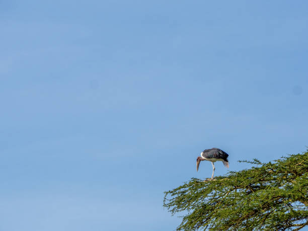 istock Marabu in the Serengeti 1223962603