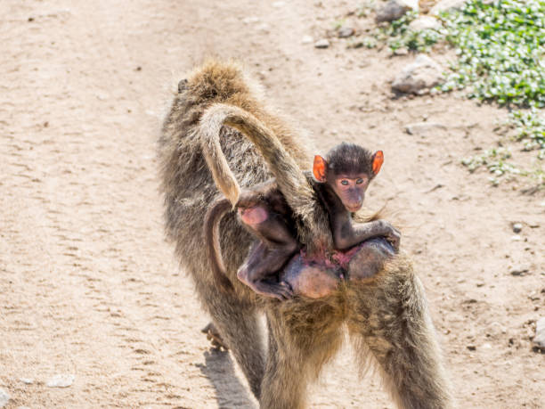 istock Baby Baboon in the Serengeti 1223962614