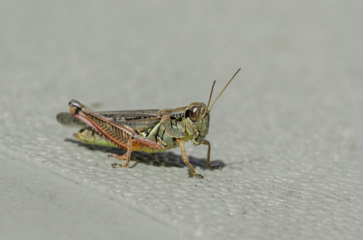 Up close image of a grasshopper
