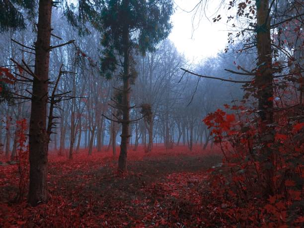 istock Meadow in the mystical autumn forest 1223963290