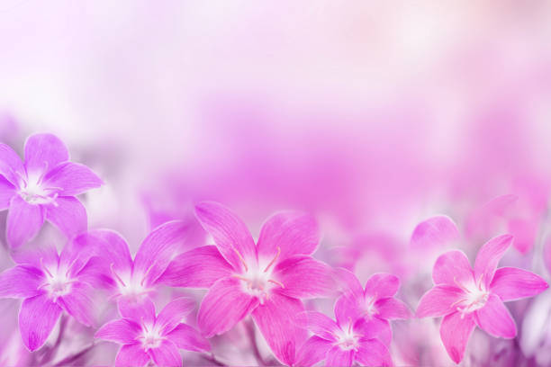 bellissimo fiore di giglio pioggia rosa e viola su sfondo morbido romanticismo - zephyranthes lily foto e immagini stock