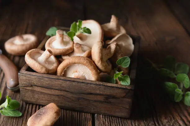 Heap of immunity boosting fresh Shiitake mushrooms in a bowl on rustic wooden background