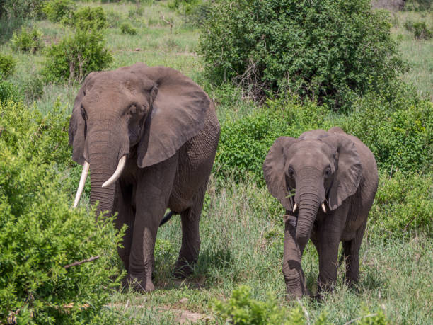 istock Elephant in Tarangire National Park 1223964176