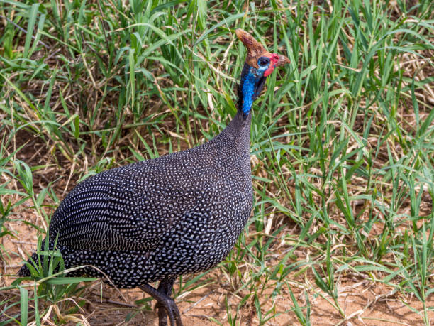 istock guinea hen in Tarangire National Park 1223964318