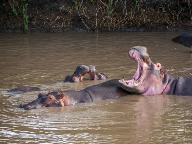istock Hippos in the Serengeti 1223965814