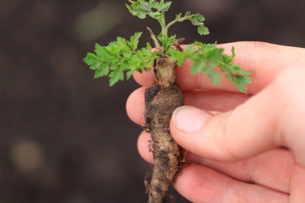 istock parsley root in the ground 1223965888