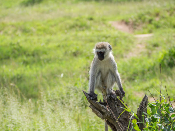istock Monkey in the Serengeti 1223965906