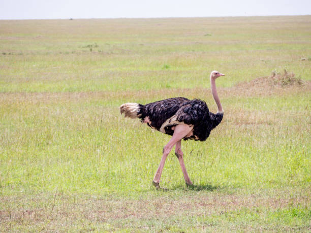 istock ostrich in the Serengeti 1223966911
