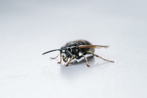 Image of black back mud-wasp isolated on white background. Animal. Insect.