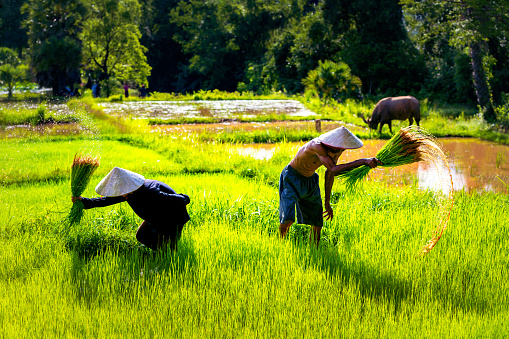 Laotian women, wearing traditional Asian style conical hat, harvesting rice in Northern Laos