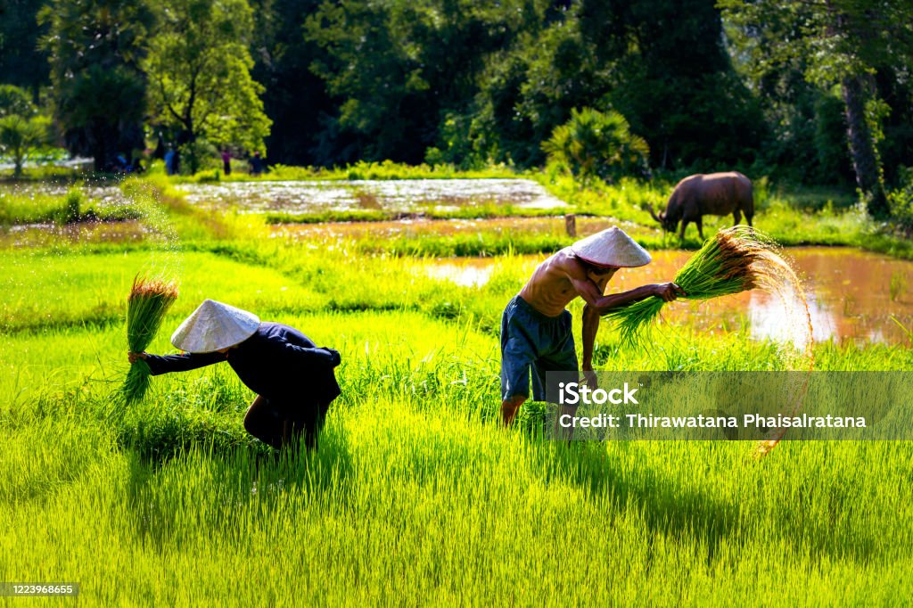 Lifestyle of Asian concept. Farmers farming on meadow terraces. Farmers shaking the soil from the seedlings of jasmine rice. The rice field countryside Thailand Cambodia Stock Photo