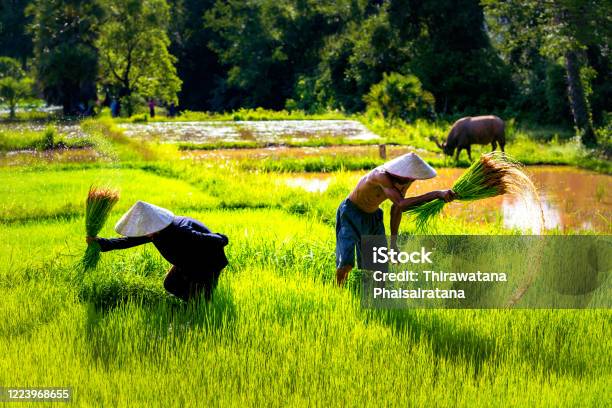 Lifestyle Of Asian Concept Farmers Farming On Meadow Terraces Farmers Shaking The Soil From The Seedlings Of Jasmine Rice The Rice Field Countryside Thailand Stock Photo - Download Image Now