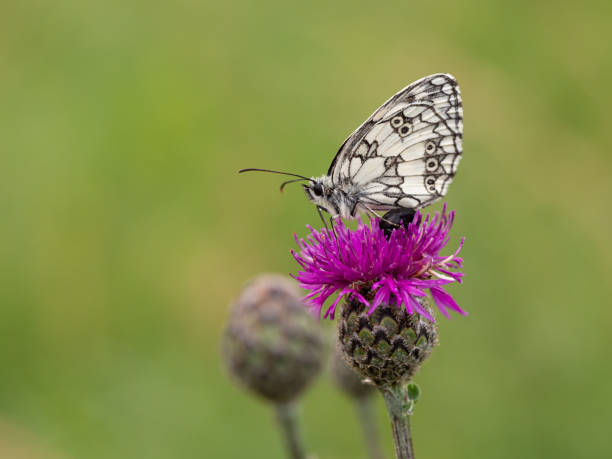 istock Marbled white butterfly (Melanargia galathea) on greater knapweed flower 1223969231
