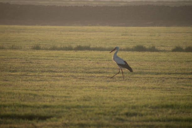 istock A stork searching for food in the flatlands 1223971926