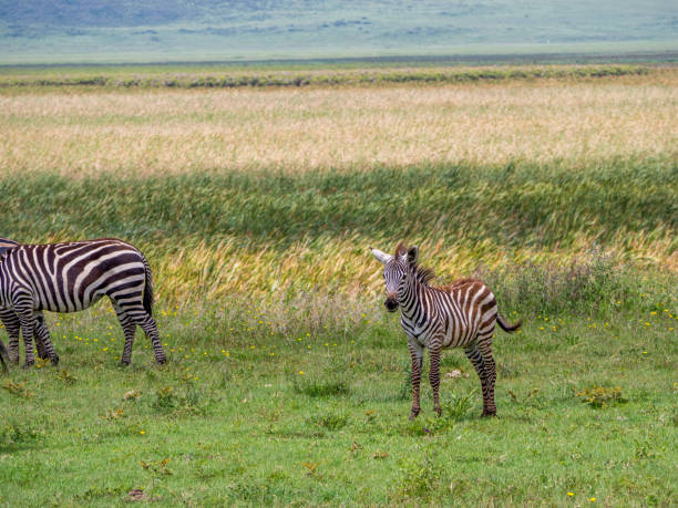 istock Baby Zebra in the Ngorogoro Crater 1223972733