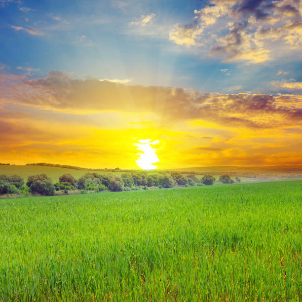 istock Green field, sun and blue sky. Agricultural landscape. 1223973209
